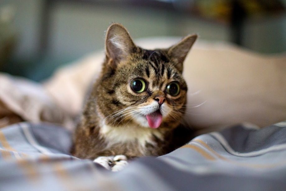 Смешные кошки