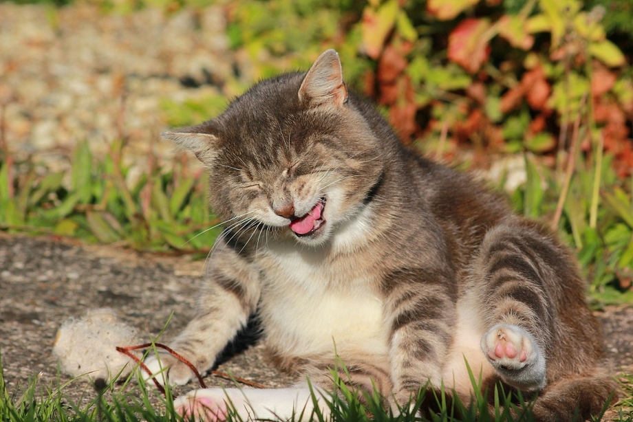 Забавные коты