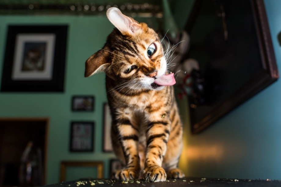 Прикольный кот