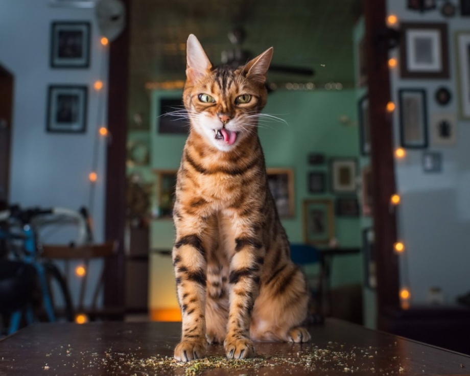 Забавные коты