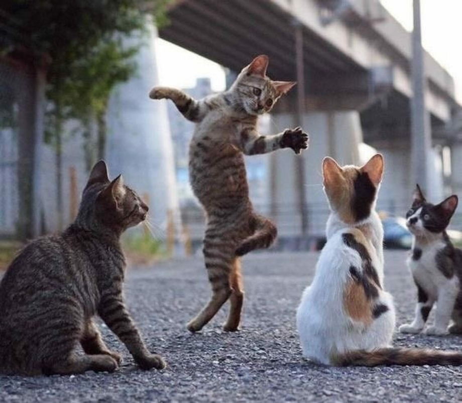 Танцующие кошки