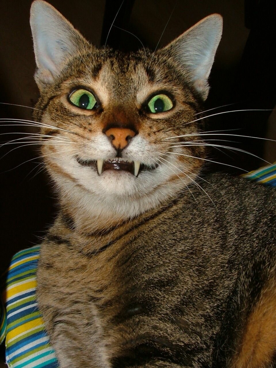 Мимишные котики