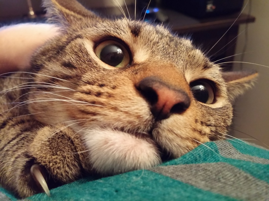 Смешной кот