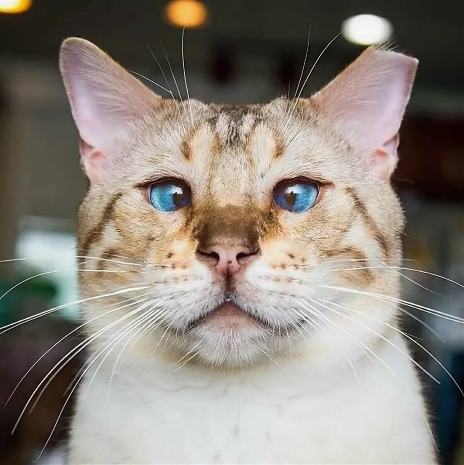 Смешне кот