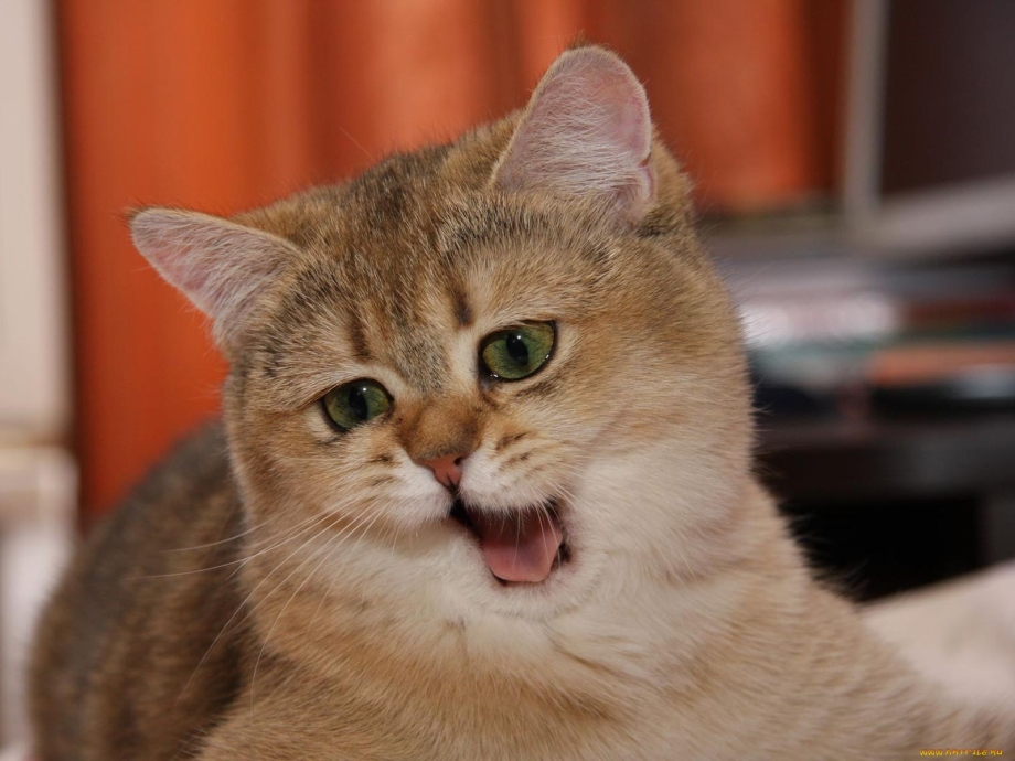 Фото котиков прикольные
