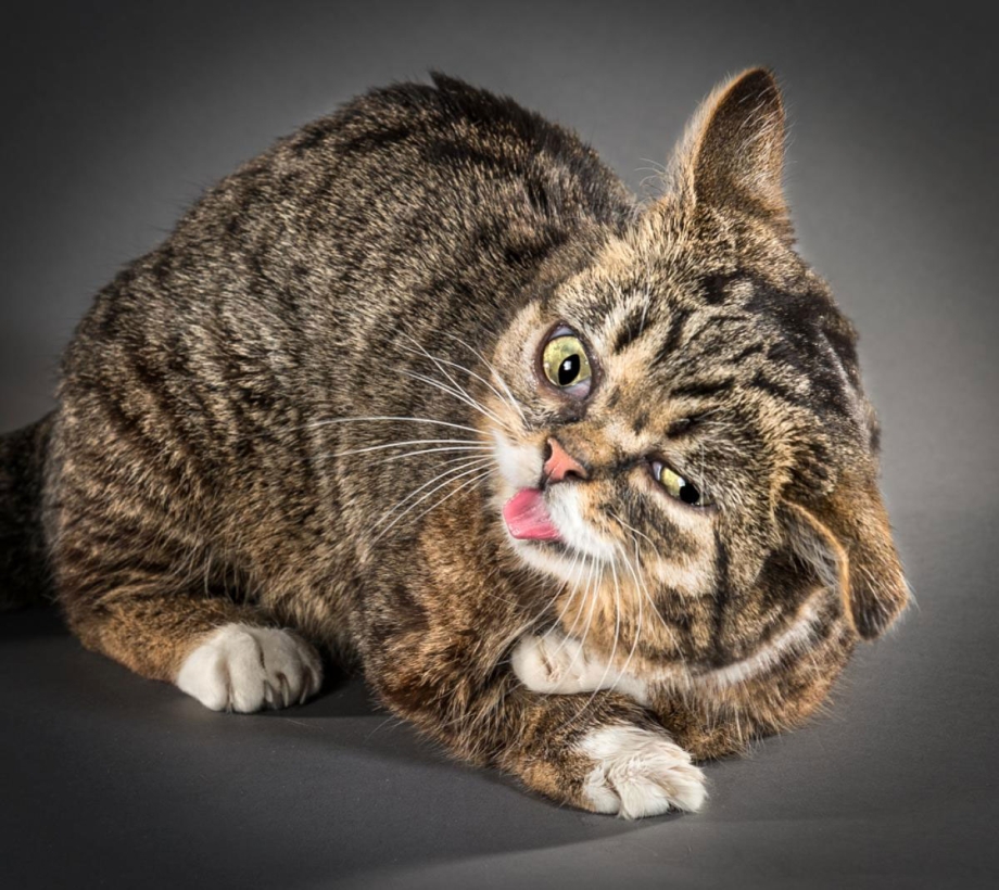 Мимишные котики