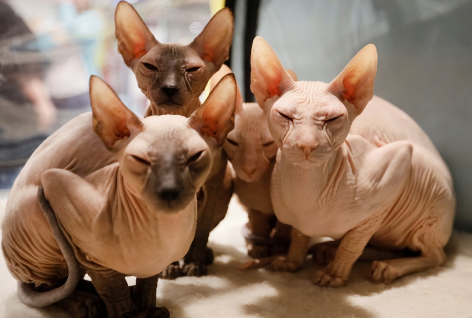 Кот Петерболд