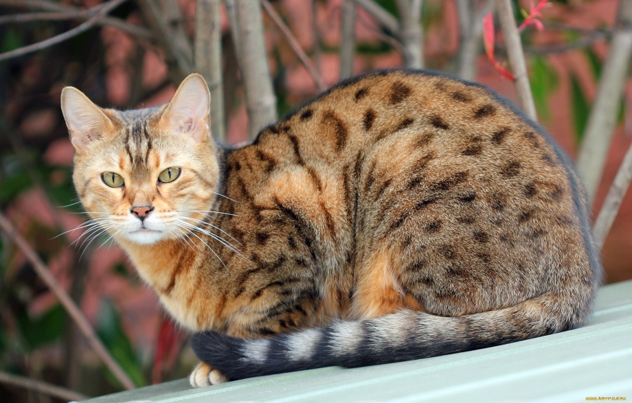 Оцикет кошка