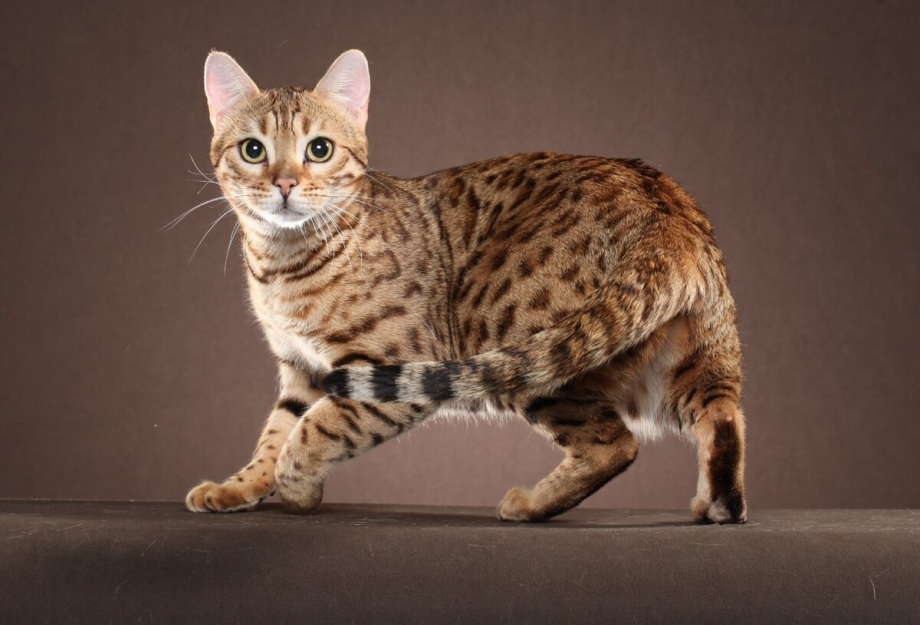 Коты породы Оцикет