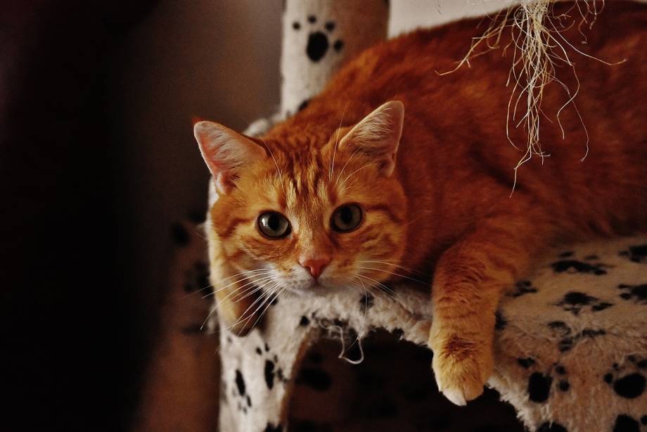 Огненно рыжие коты