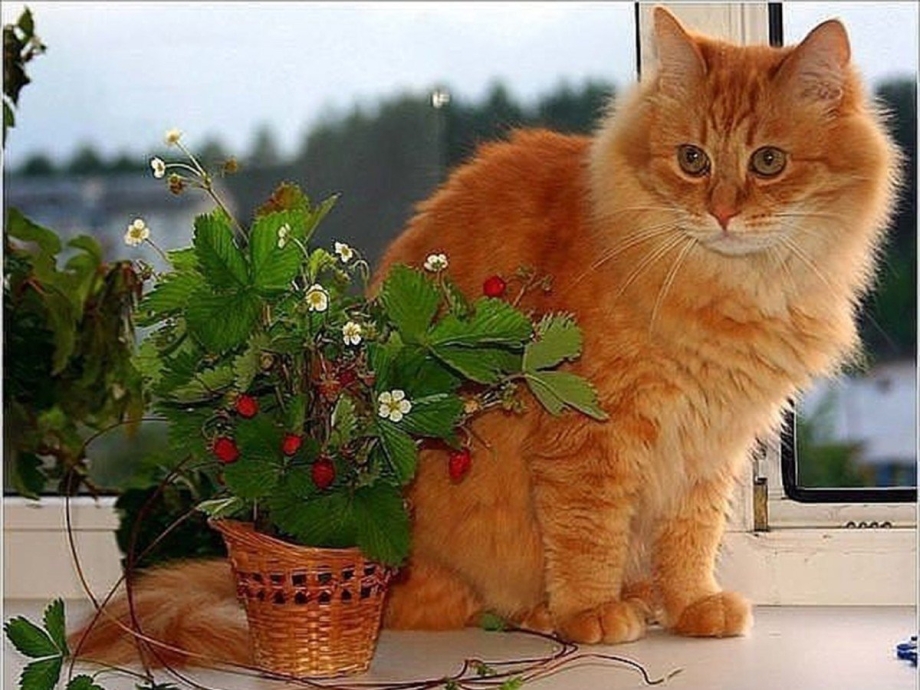 Рыжий кот в цветах