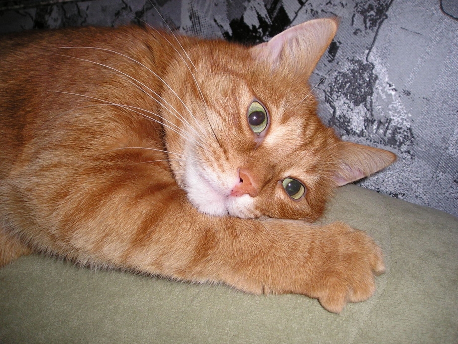 Рыжий кот домашний