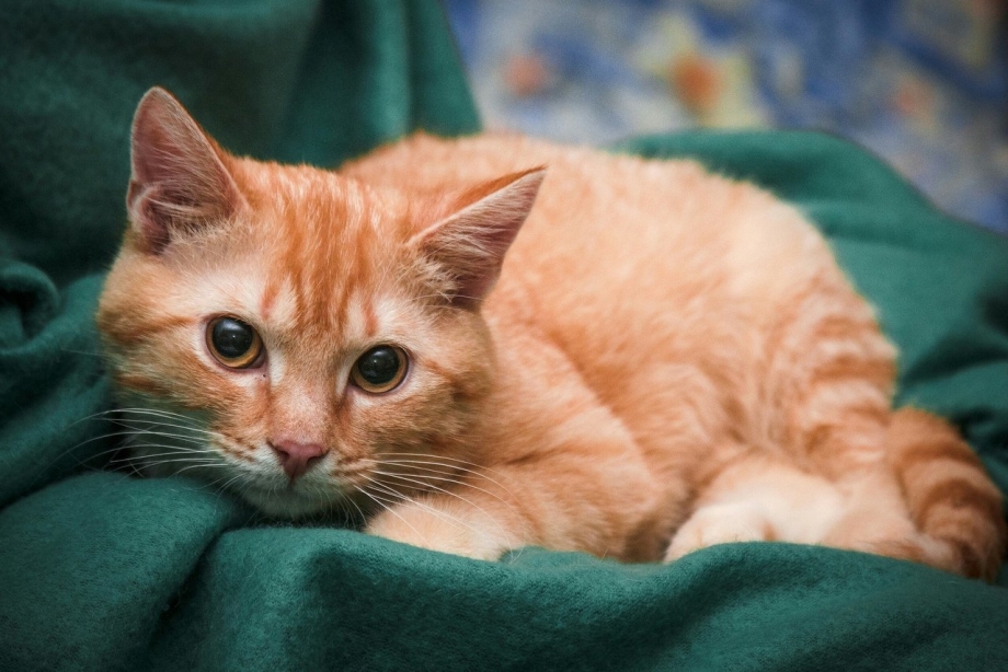 Метис кошка рыжая