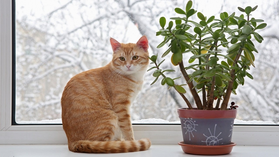 Кот на подоконнике