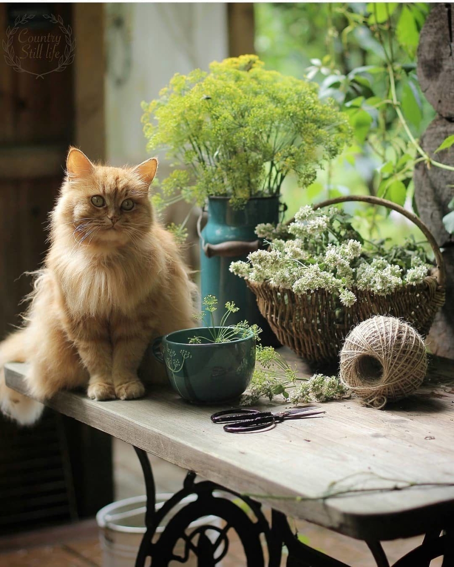 Котики в саду