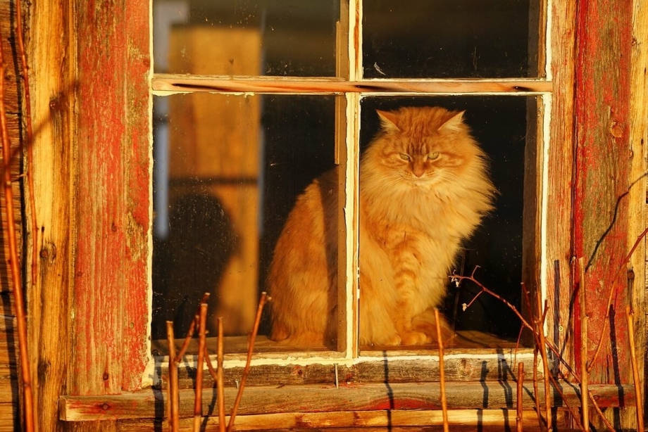 Кошка в лукошке