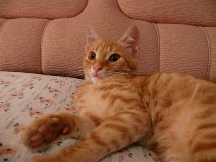 Рыжий кот домашний
