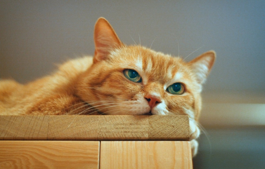 Рыжий котёнок