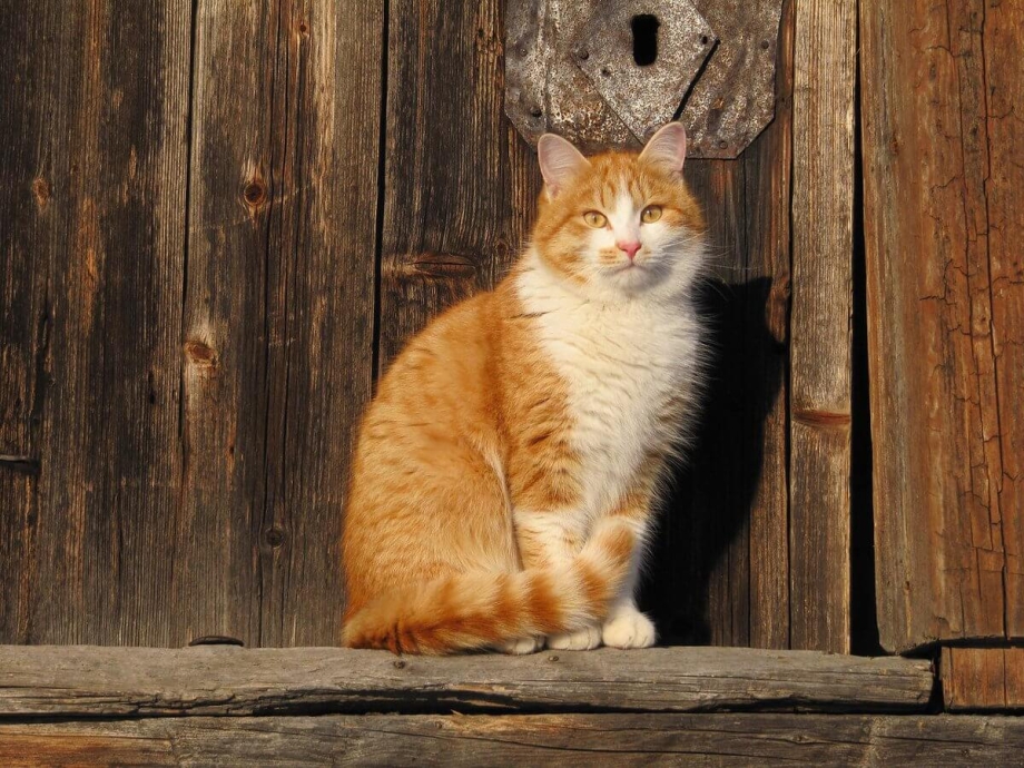 Деревенский кот