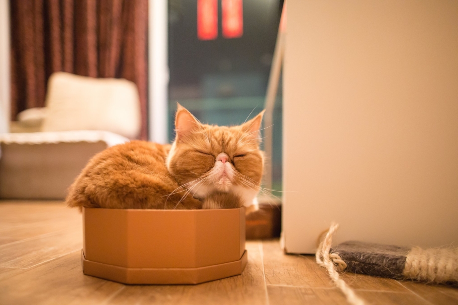 Дом для кошки