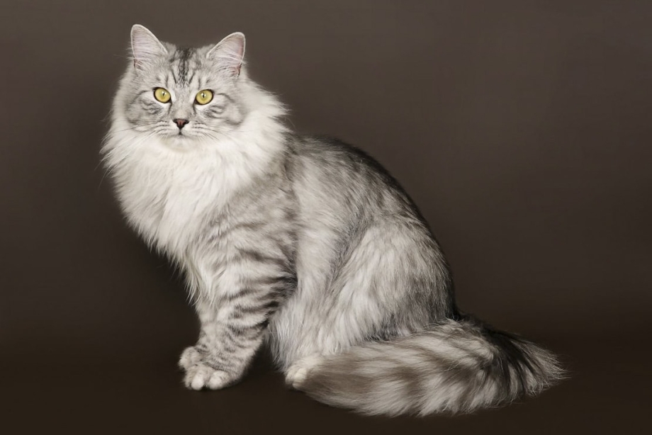 Сибирская полудлинношерстная кошка