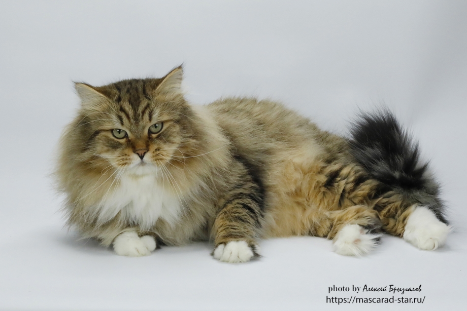 Крым Сибирский кот Mirai Wolfried