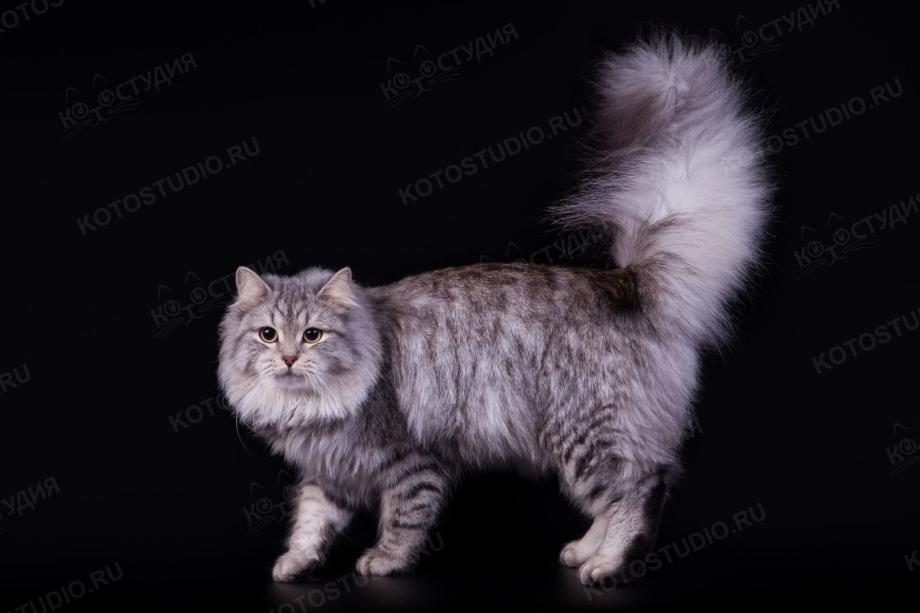 Сибирская кошка черный табби