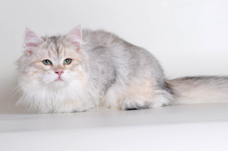 Сибирский длинношерстный кот