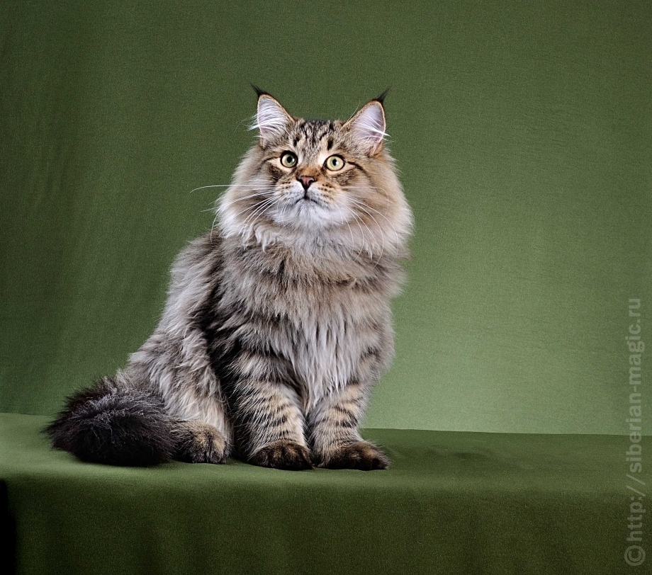Кот сибирской породы