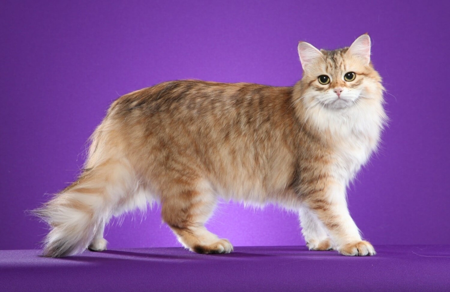 Сибирская кошка короткошерстная