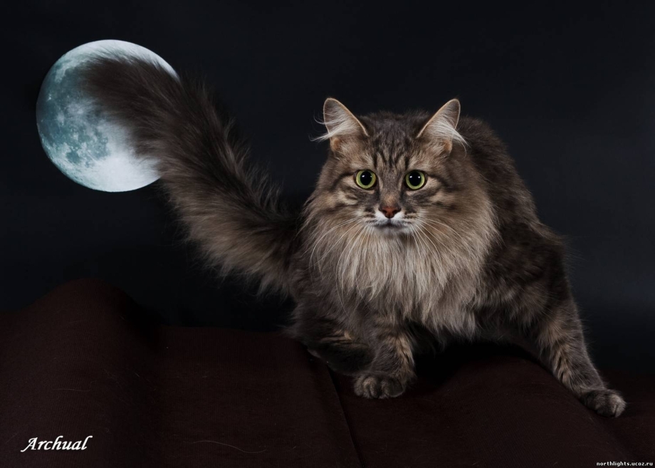 Сибирский кот
