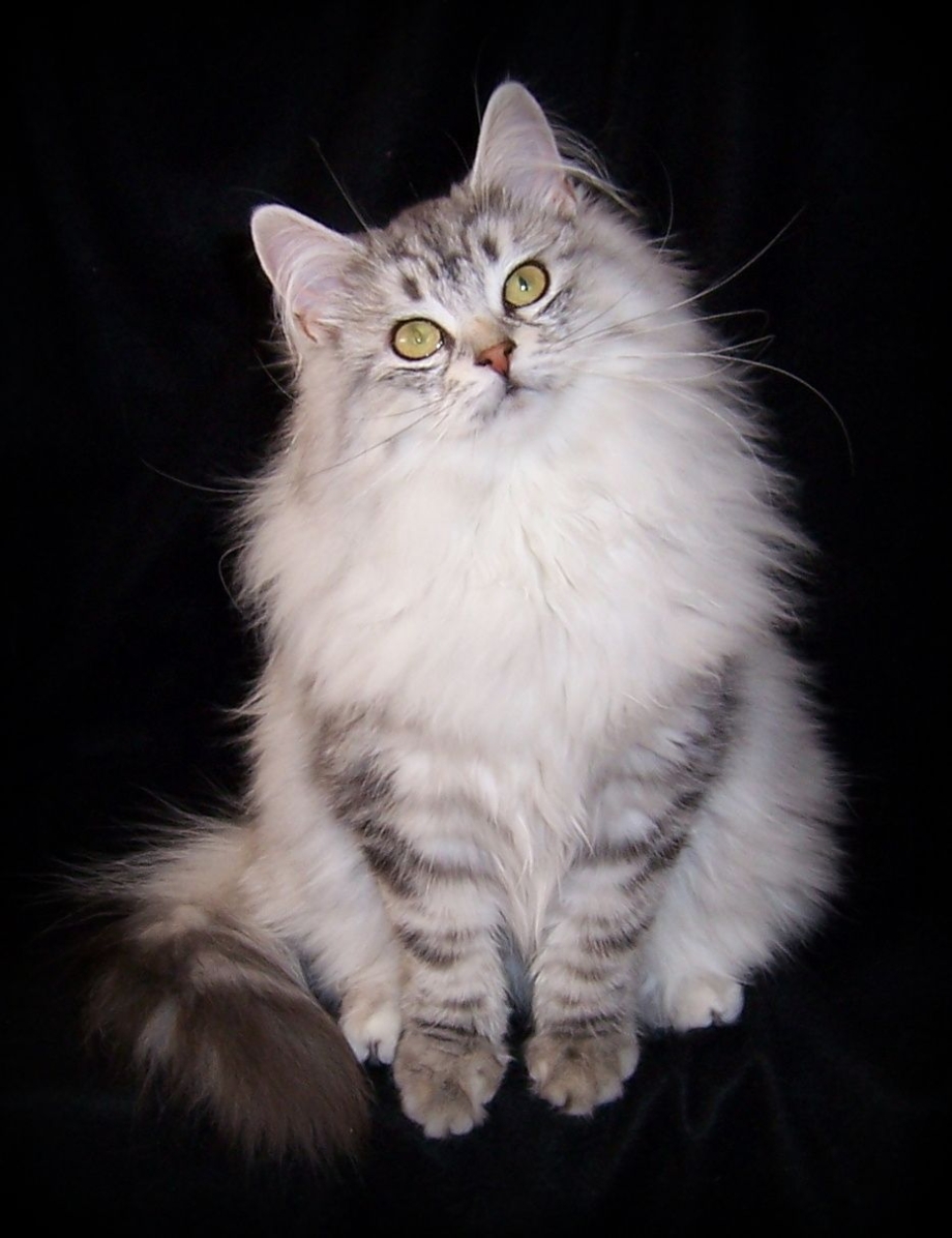 Сибирский длинношерстный кот