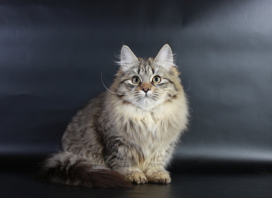 Сибирский кот полосатый