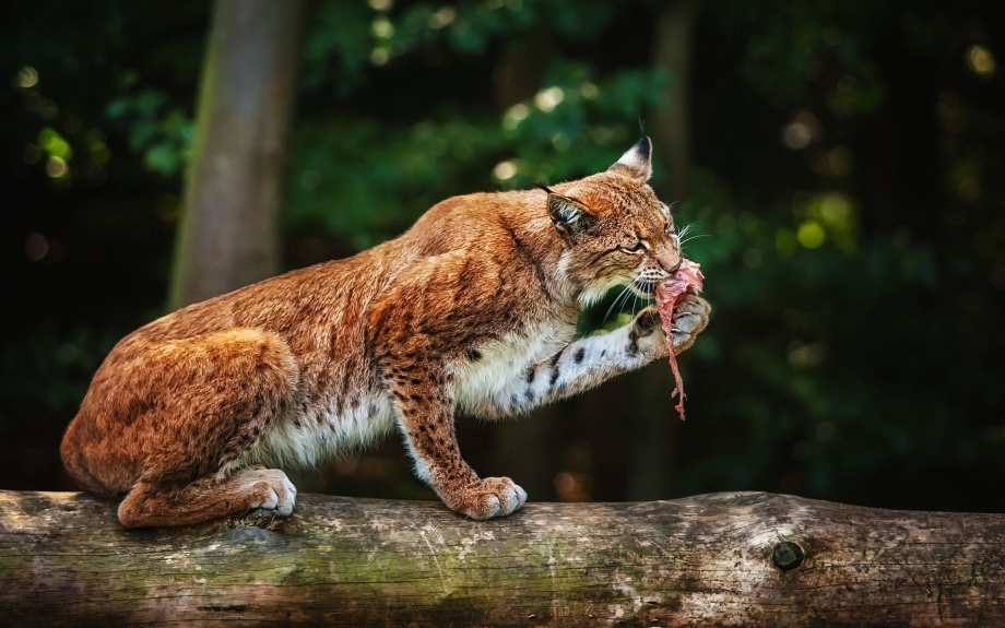 Рысь (Lynx Lynx) в дикой природе