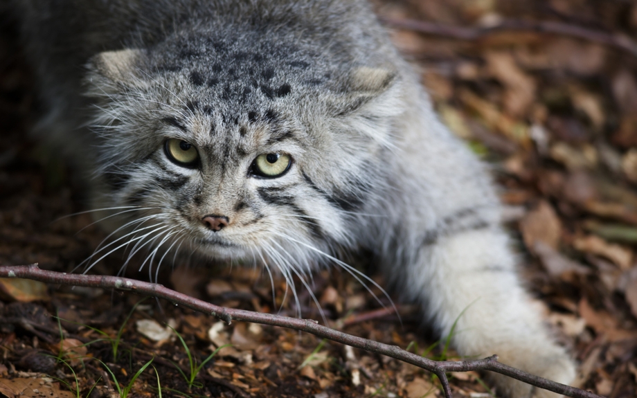 Кот Манул