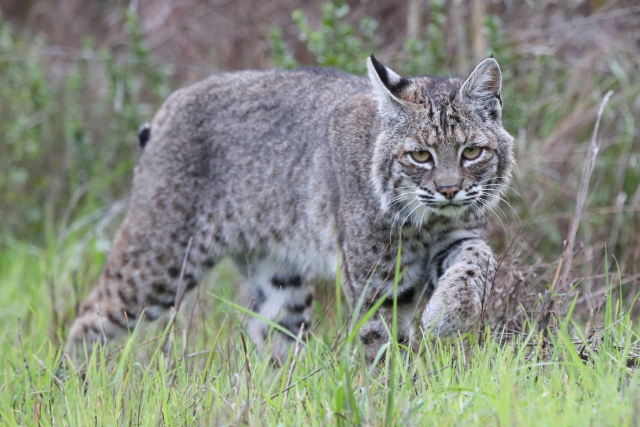 Рысь — Lynx Lynx