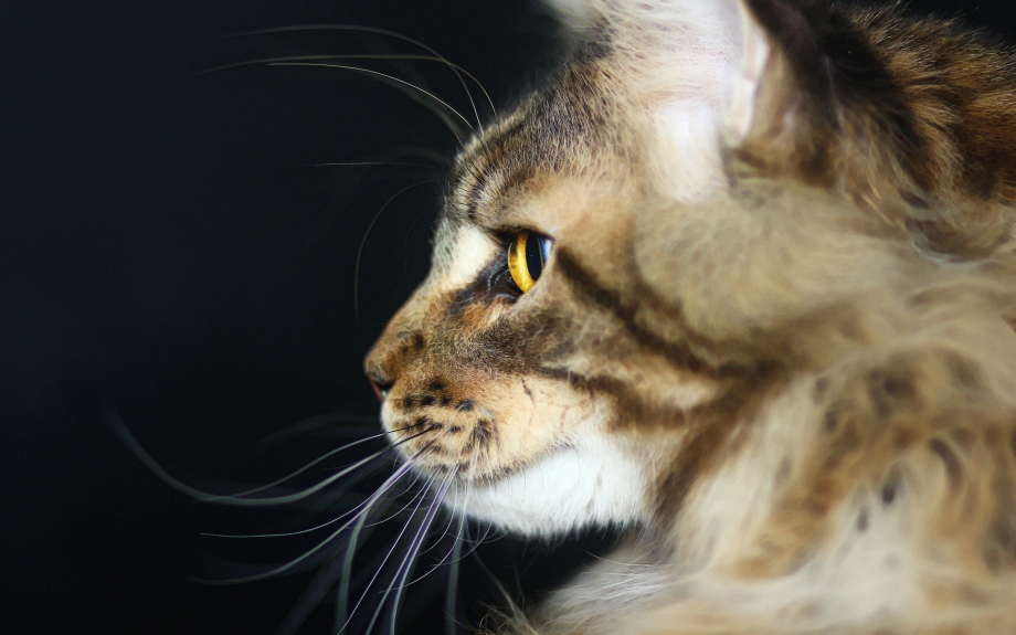 Мейнкун кот