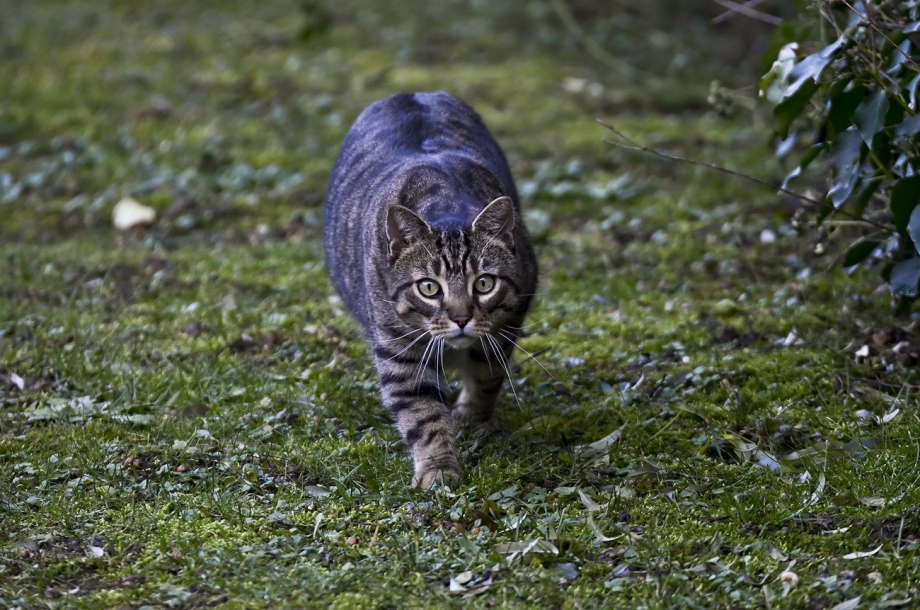 Кот хищник
