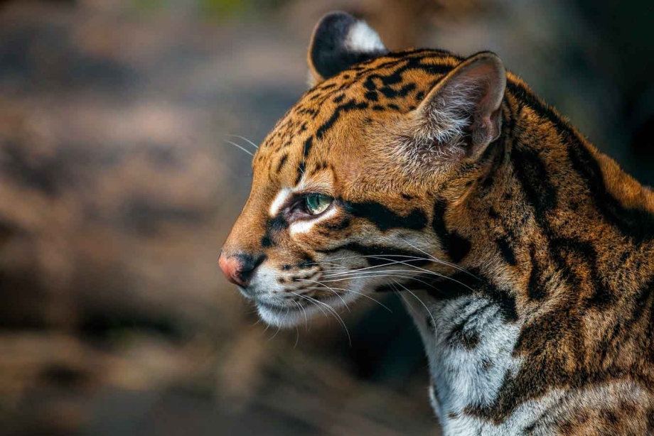 Дикая кошка Оцелот