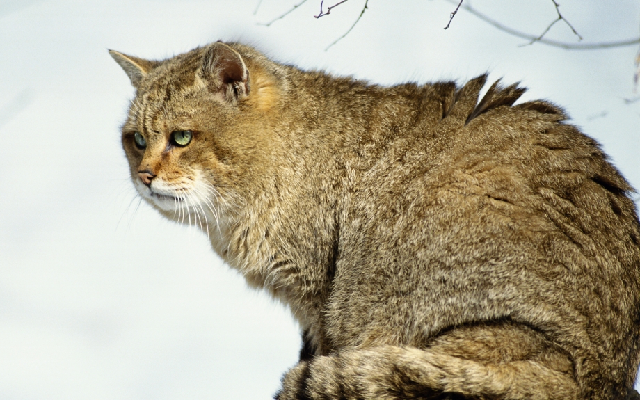 Сибирский дикий Лесной кот