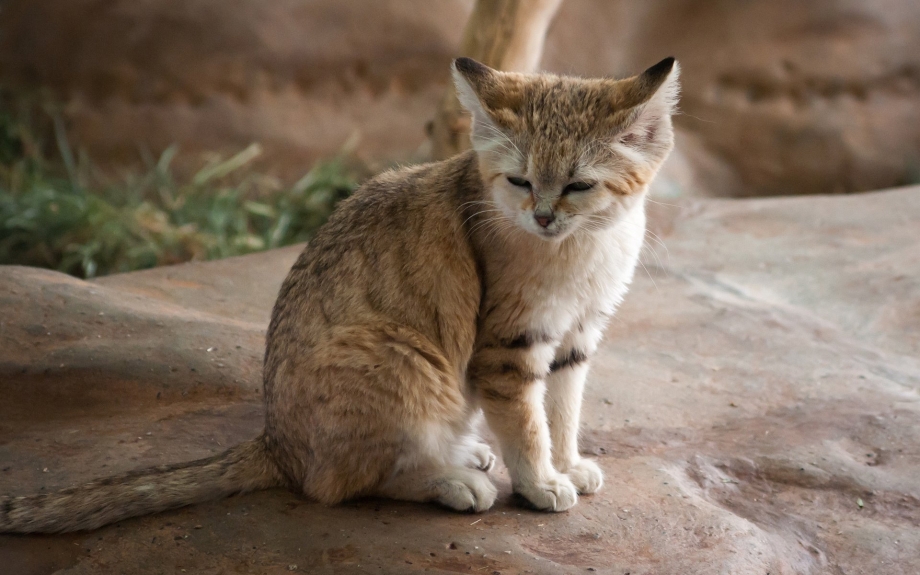 Хищник и котик