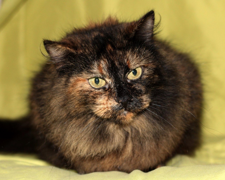 Tortoiseshell британские кошки