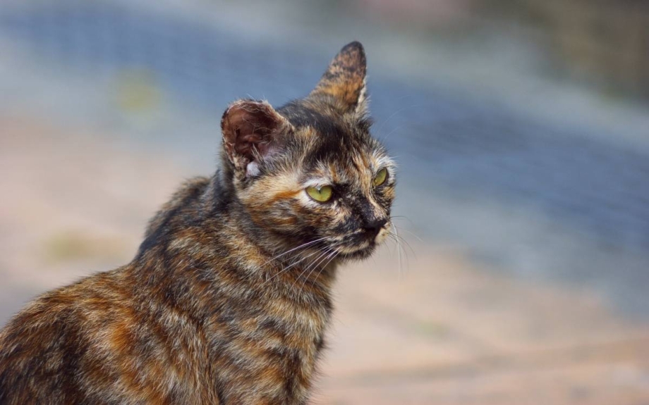 Калико кошка черепаховая кошка