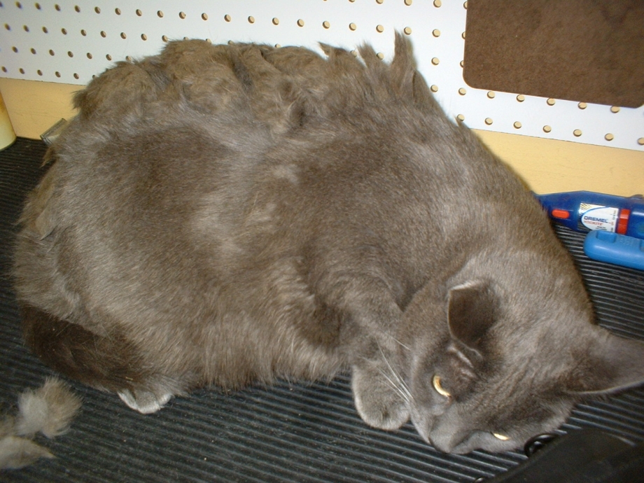 Лишай у кота на голове и шее