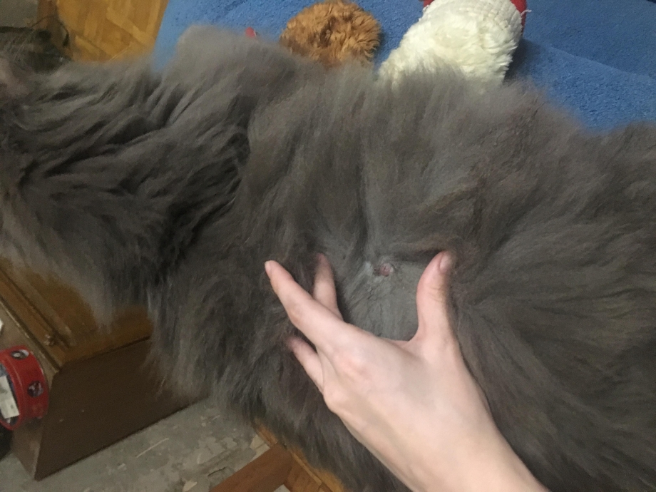 Лоснящаяся шерсть