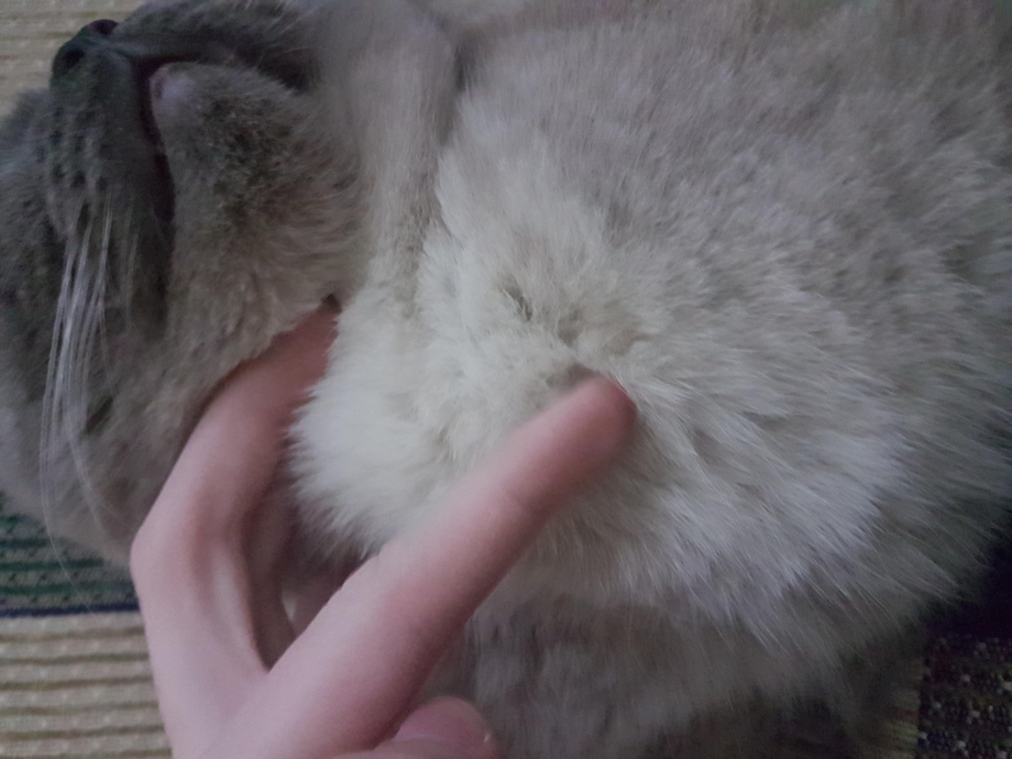 Корочки у кошек на шерсти