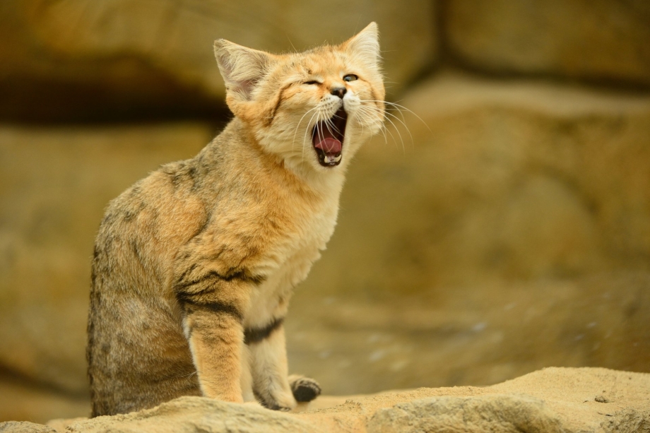 Барханная кошка (Песчаная кошка)