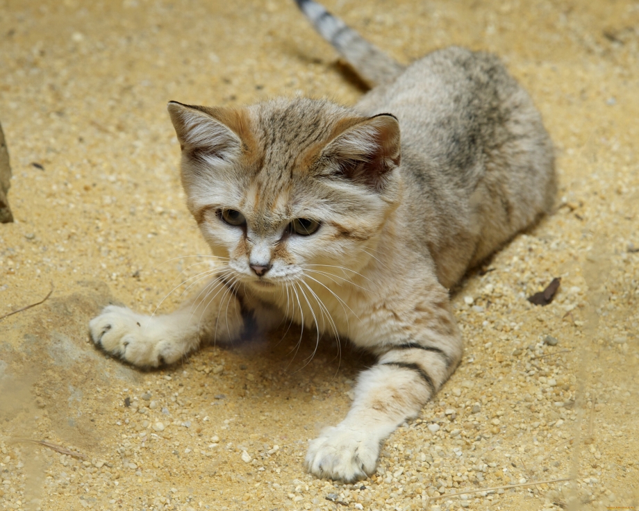 Барханная кошка