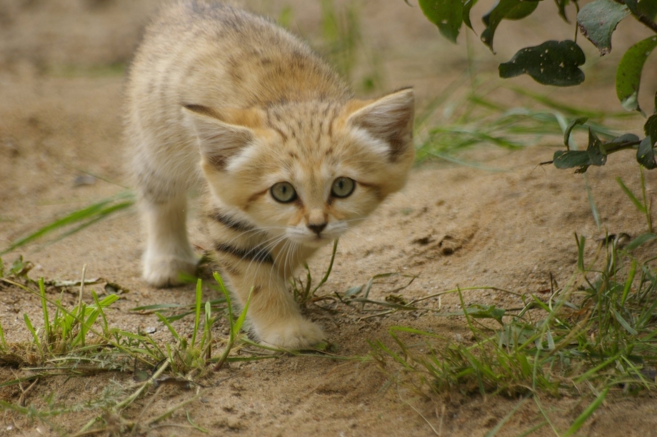 Барханный кот домашний
