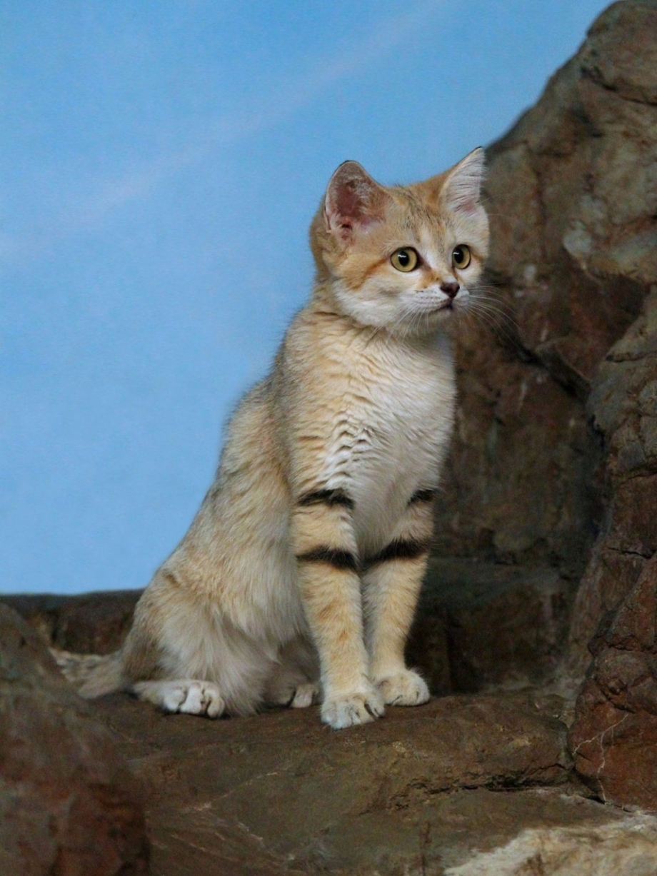 Барханный песчаный кот